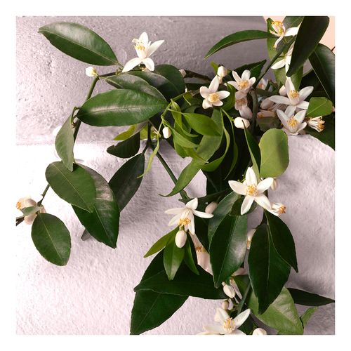 Devotion Intense Coffret