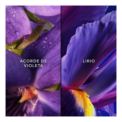 Insolence Coffret