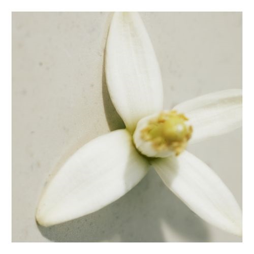 Naturelle edp