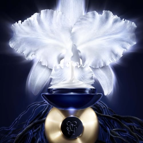 Orchidée Impériale 