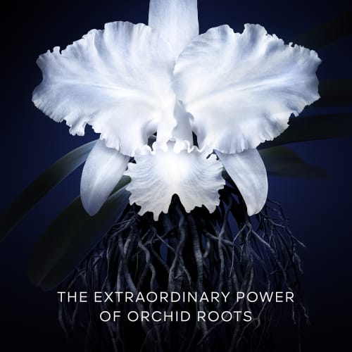 Orchidée Impériale , , large