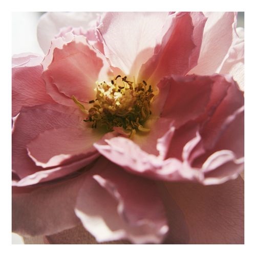 Naturelle edp
