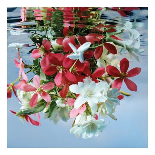Bloom Estuche