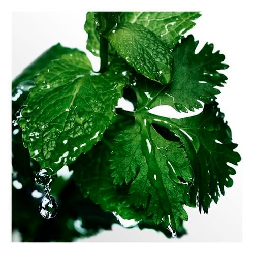 Cool Water Homme