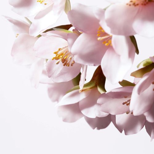 White Lucent Overnight Cream & Mask