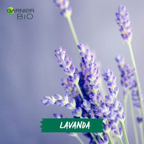Lavanda Regeneradora
