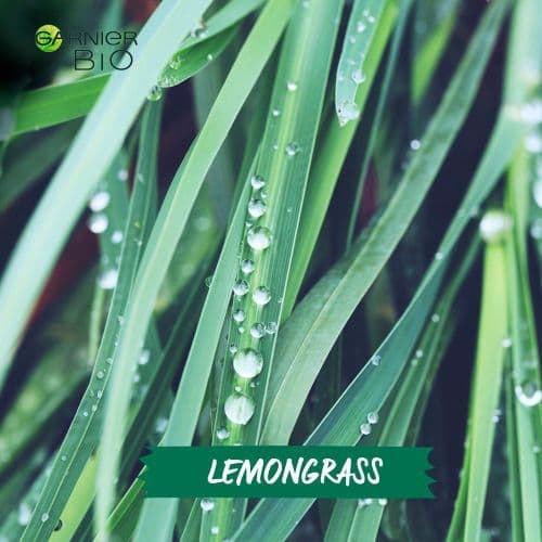 Lemongrass 