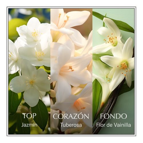 Les Eaux du Monde Jasmine Edt