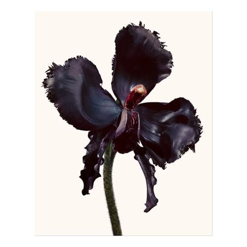 Black Orchid Reserve