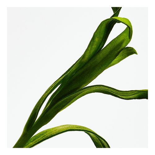 Esencia Elixir Edp