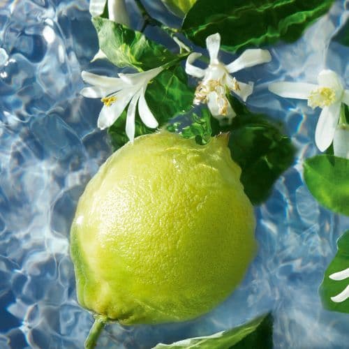 Aqua Allegoria Bergamota Calabria Recargable Edt